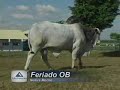 FERIADO OB - NELORE MOCHO - CAMPEÃO NACIONAL NA EXPOINEL.