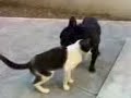 filippo, bouledogue francese, flirta con il micio 2