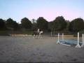 For Sale ~ Stunning 4 yr. Old. VERY Athletic