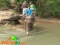 Riding an Elephan Through the Jungle - Worldiki Riding an Elephan Through the Jungle - Worldiki