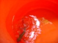 Cameleon (Garden Lizard) Found In Pail