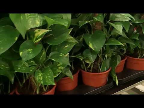 how to care for epipremnum aureum