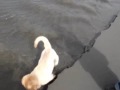 Dronkers Dog