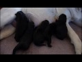 Labrador vom kühlen Grund - süße Welpen in schwarz - Video 01 (2009)
