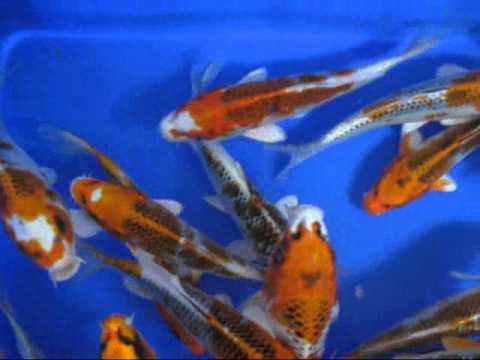 Madankoi High quality koi