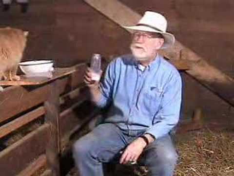 sheep milk