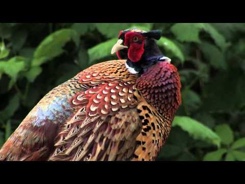 Video: ringnecked pheasant