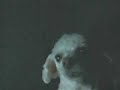 Assombra��o na webcam
