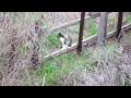 videos de powershot sx1 optical zoom test video