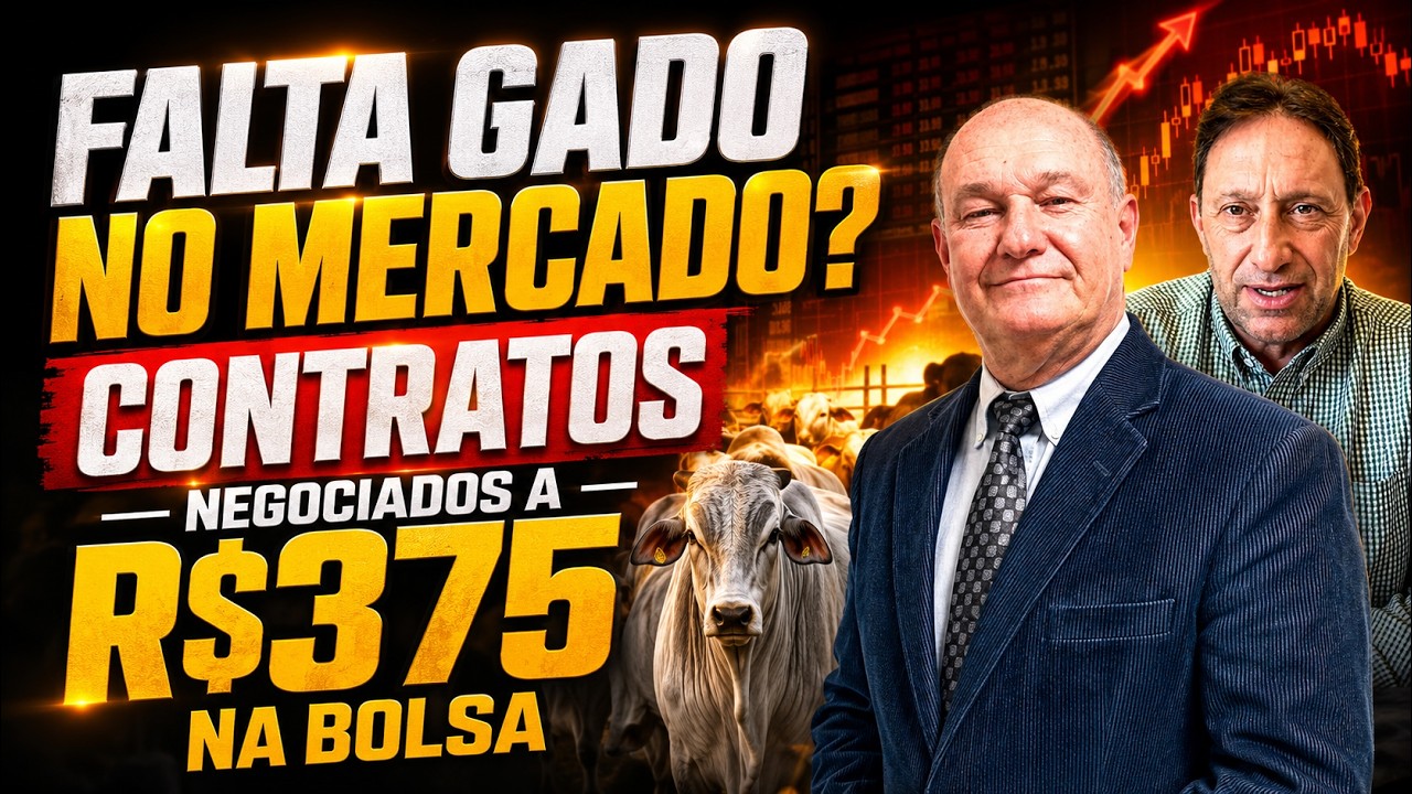 Falta gado no mercado? Contratos negociados a R$375 na Bolsa.