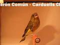videos de VERDERÓN COMUN - CARDUELIS CHLORIS