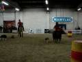 videos de Hund & Pferd