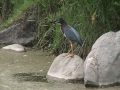 The Green-backed Heron