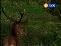 100 tysi?cy bocian�w (stotysiecybocianow.itvp.pl)