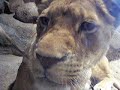 Lioness