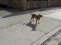 Pavlov's Experiment Remake