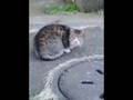 ぶーちゃん