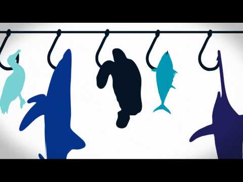 Bekijk hier de video