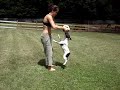 French Bulldog Emmitt has a ball