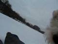 videos de Wire Fox Terrier Attack