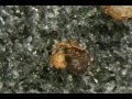 Oribatid mite tricks