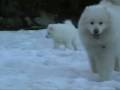 RoughDiamond Samoyed puppies - 7 weeks old / Samojeden Welpen 7 Wochen alt  - Special edition for future puppy parents!