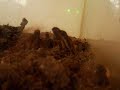 Tarantula dinner 2