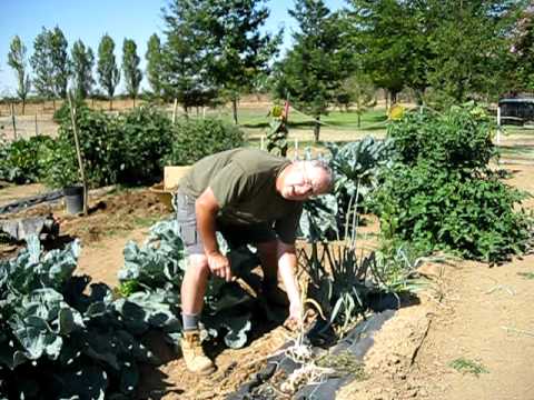 how to harvest onions from the garden