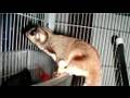 How to Care for Exotic Pets : How to Care for a Reticulated Python