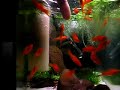 Xiphophorus hellerii 