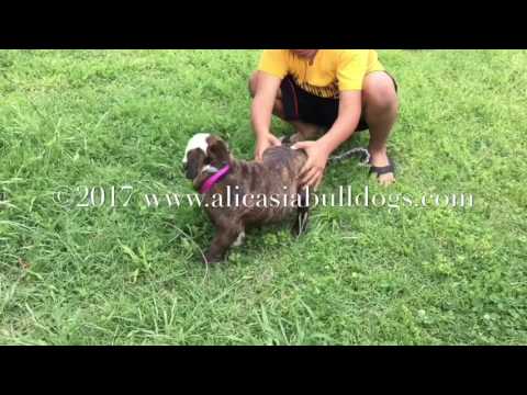 Minnie - AKC Red Brindle and White English Bulldog