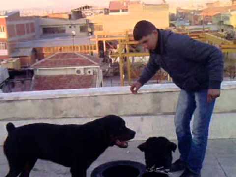 rotvaydır