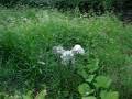 videos de Tuffy and best buddy Archie 1