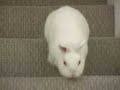 A Very Bunny Movie