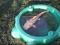 One big fish