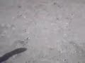 youssoufia koora - Thumb #1