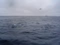 Top water Bluefin Tuna