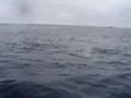 Top water Bluefin Tuna