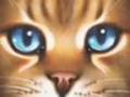 Warrior Cats: Get Out Alive