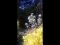 Click here to watch this video Blessings to the Bees