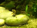 Dwergkogelvisje Carinotetraodon travancoricus Dwarfpuffer (Sniper II)