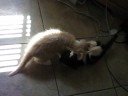 Kittens fight while I play unfitting music