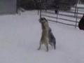 The snow makes the blue heeler puppies even more crazy