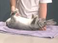 Rabbit Showmanship Example #2