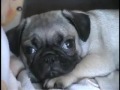 Cute pug puppy Cute pug puppy