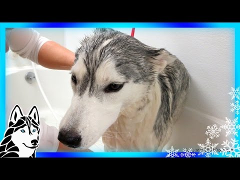 how to care siberian husky