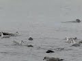 Twee meeuwen en ... een zeehond