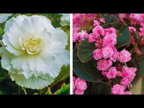 how to grow begonias