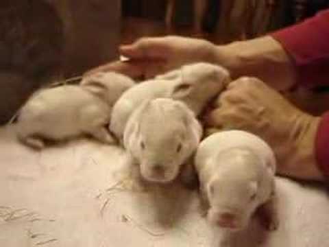 Zobacz video