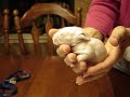 8 Day Old Bunnys